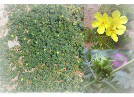 CÂY TRIBULUS TERRESTRIS VỚI NHIỀU CÔNG DỤNG TUYỆT VỜI