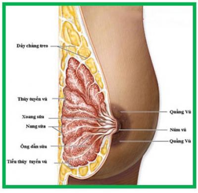 Ngực con gái và sự phát triển ngực ở tuổi dậy thì